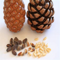 Factory Pine Nut With Shell,Price Of Pine Nuts